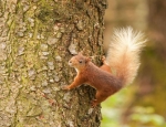 Red Squirrel climbing tree (J. Lees)