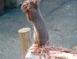 Red Squirrel Gathering Material (Nick Adams)