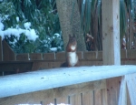 Red Squirrel Snow Scene (Nick Adams)