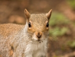 Juvenile Grey Squirrel (J. Lees)