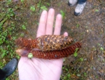 Norway Spruce Cones Showing Signs of Squirrel Feeding (R. Cremin)