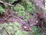 Red Squirrel Feeding Signs (R. Cremin)