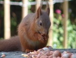 Red Squirrel Feeding (Kit Adams)