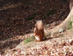 Red Squirrel Feeding on Ground (Nick Adams ?)